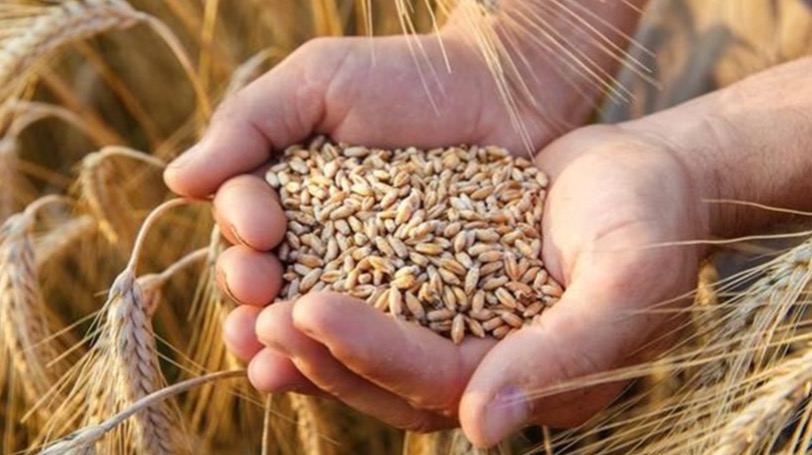 Дефицита зерна в Казахстане нет – МСХ