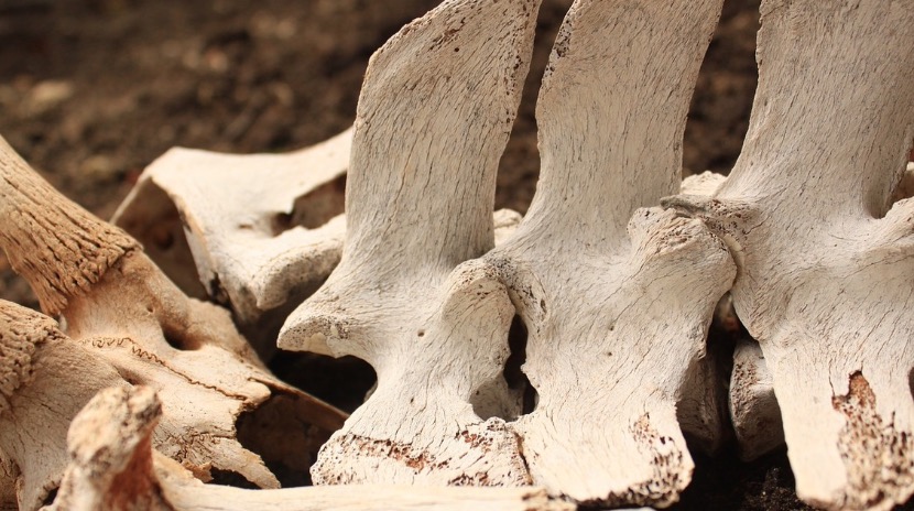 Останки животных бросили гнить власти в Алматинской области