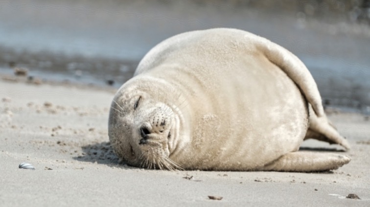 Стало известно, почему в Мангистауской области массово погибают тюлени