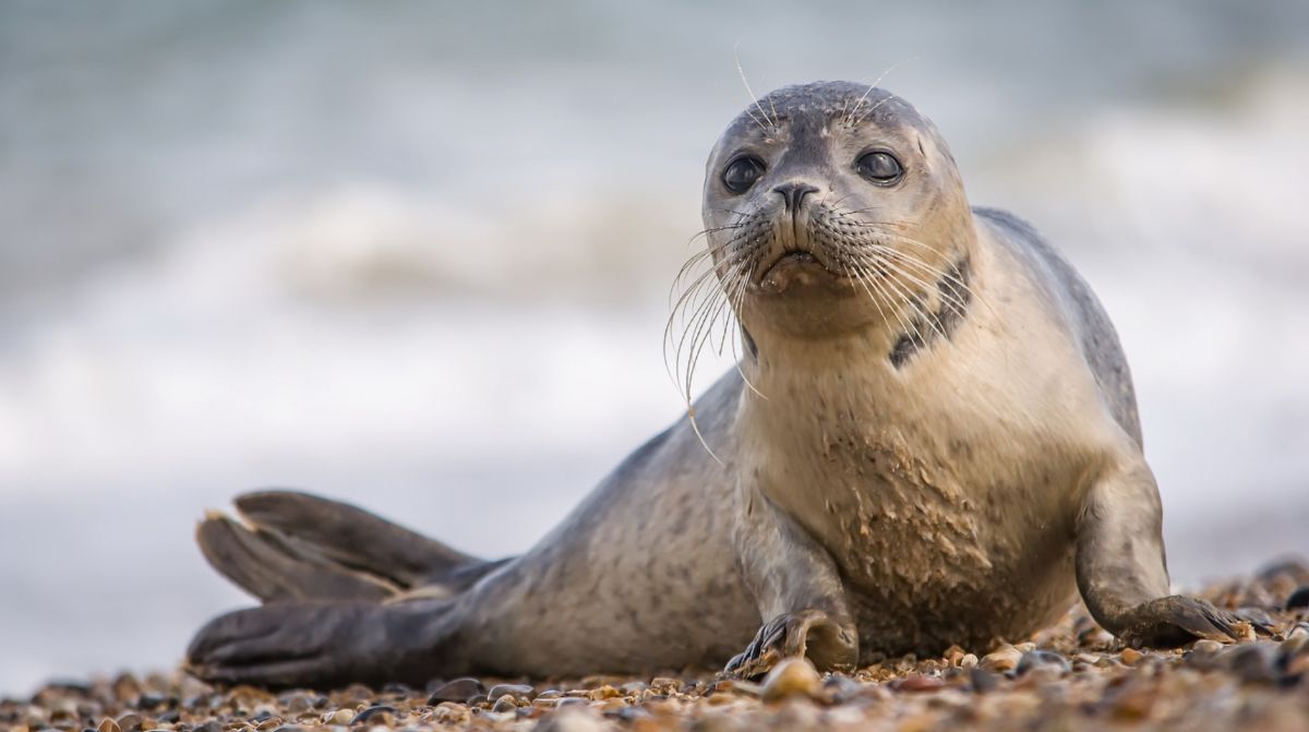 Десятки мертвых тюленей выбросило на берег Мангистау