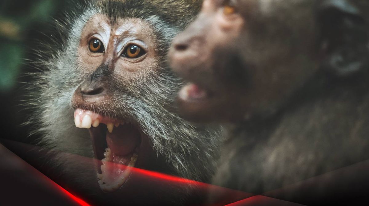 В России собирались использовать оспу обезьян как биологическое оружие, уверял ученый-уроженец Казахстана