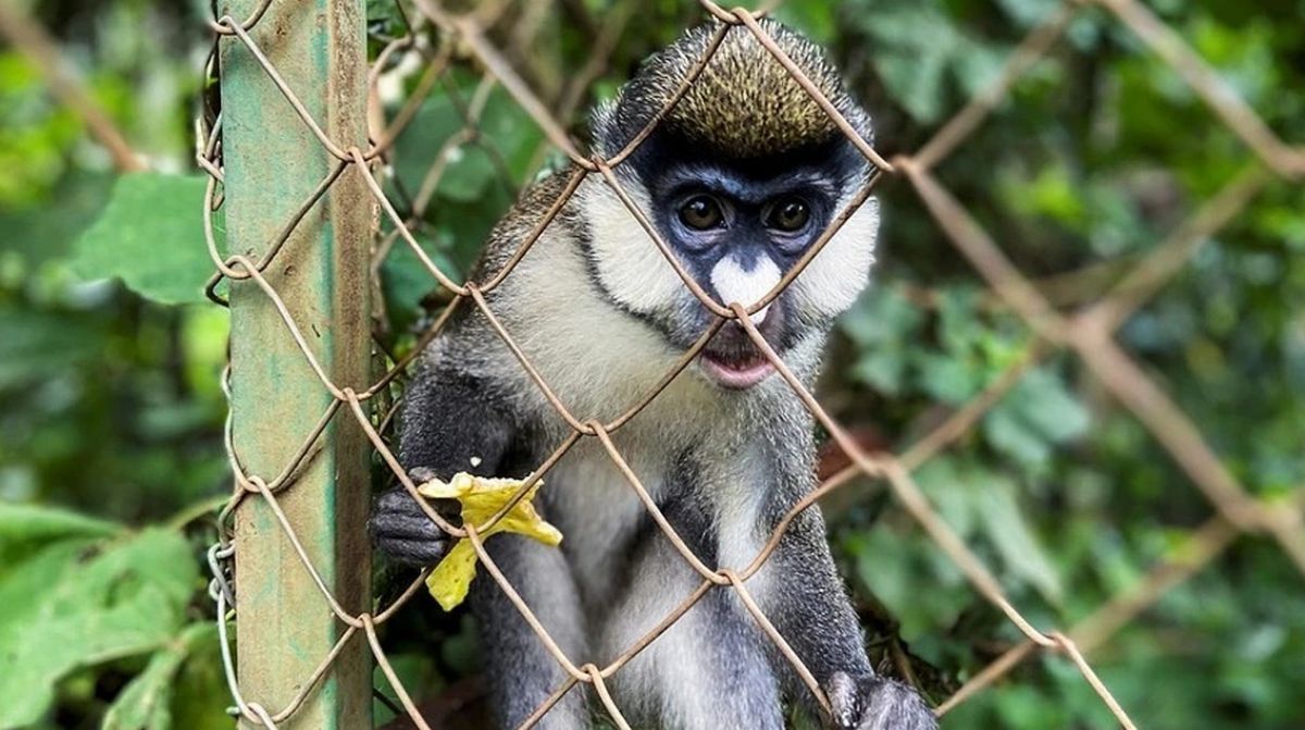 Бельгия первой в мире ввела карантин из-за вспышки обезьяньей оспы