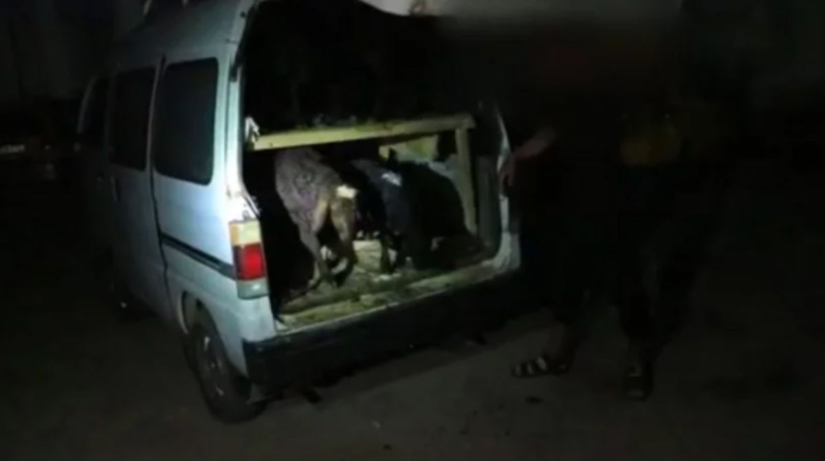 В Узбекистане мужчина пытался перевести в салоне машины 29 баранов