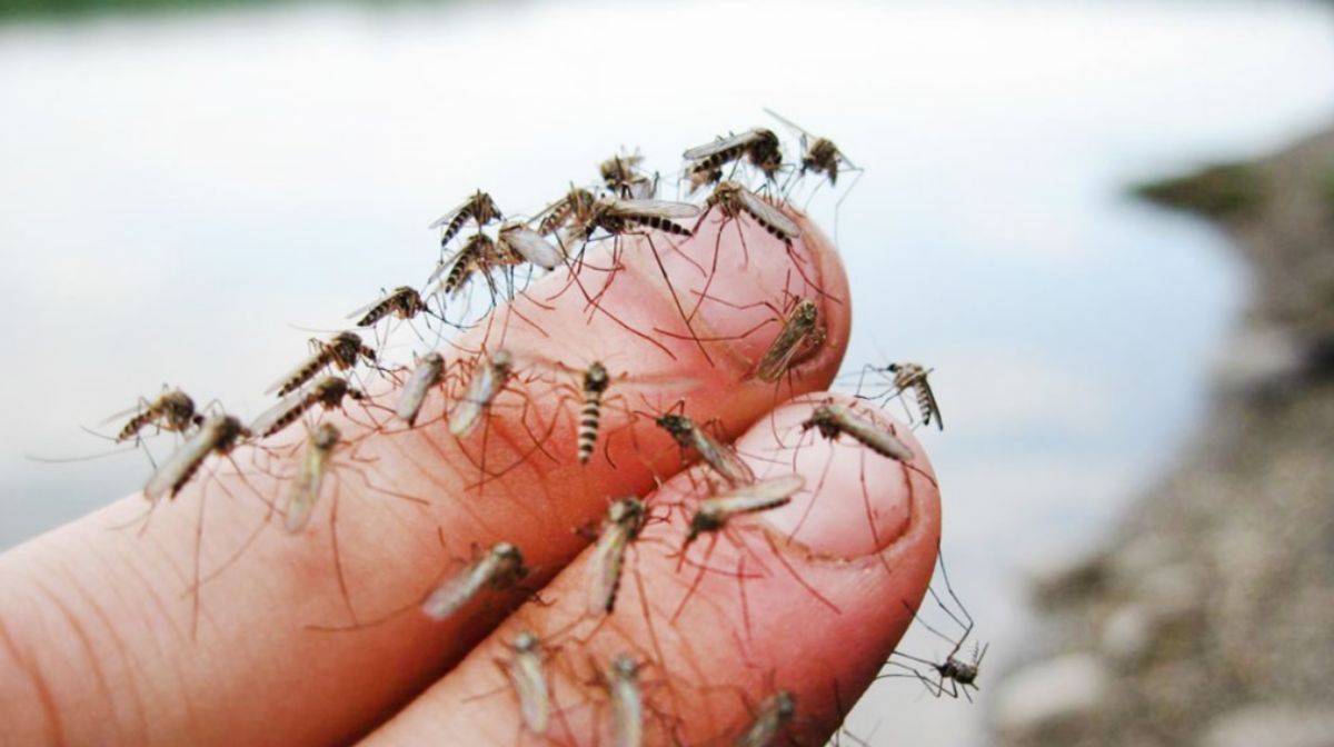 В Павлодарской области комары сжирают скот, птицу и людей