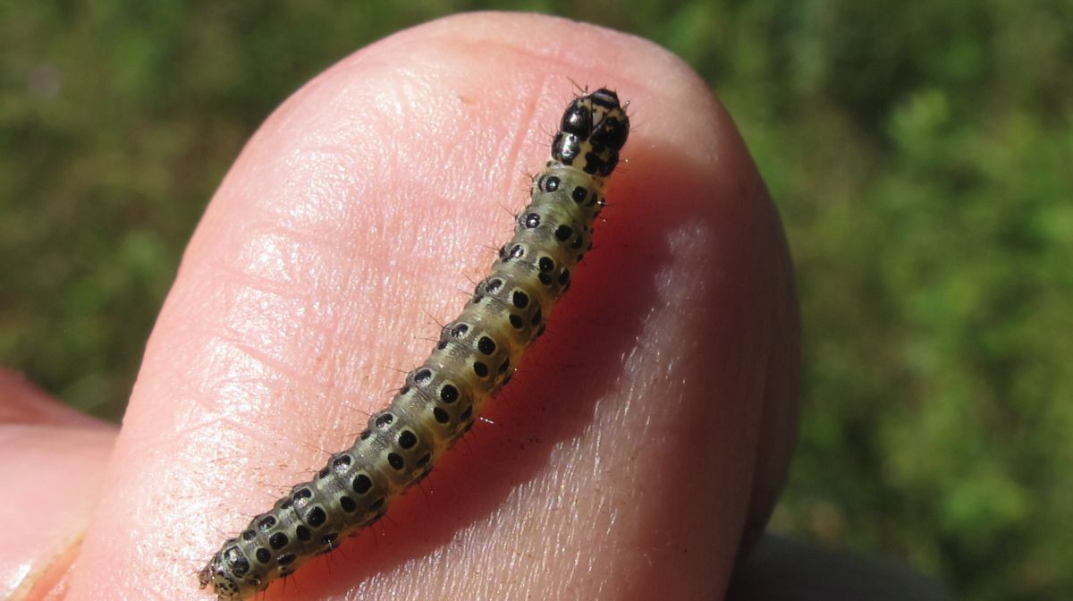 Нашествие гусениц началось в Атырауской области