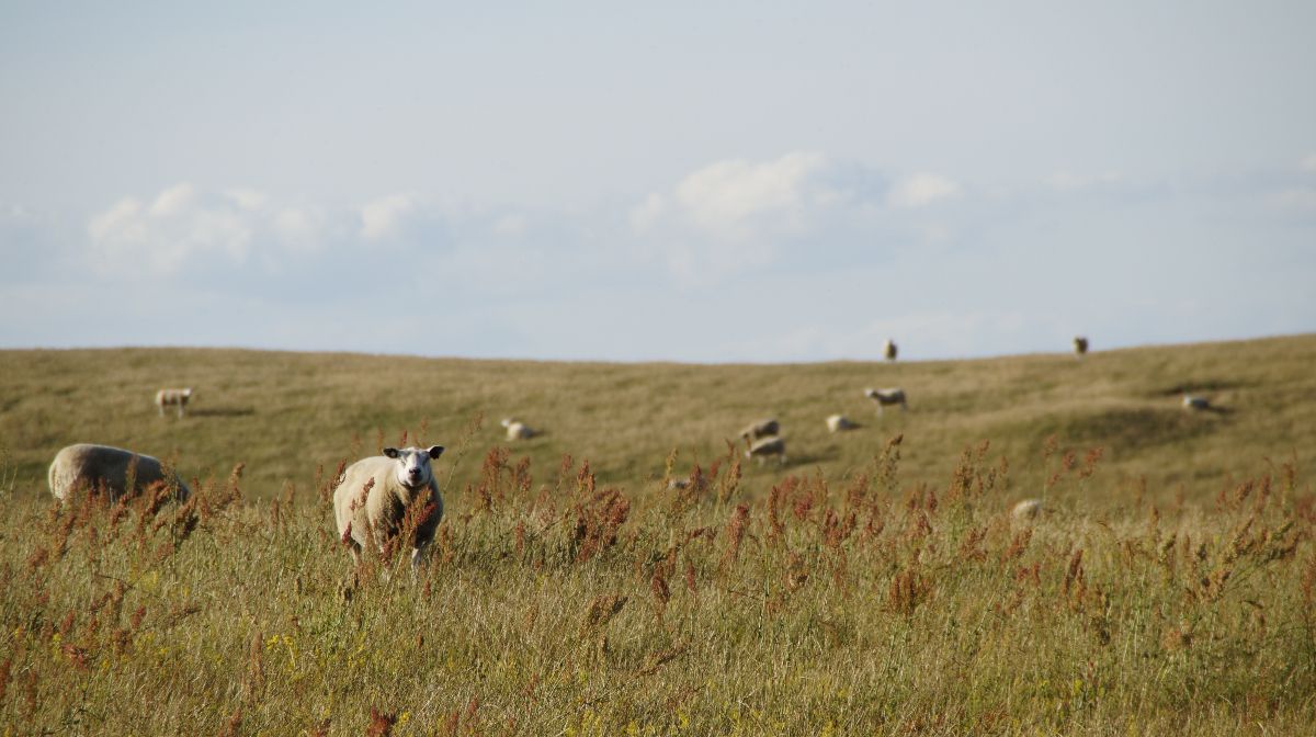 Три миллиона гектаров пастбищ в Казахстане были выданы незаконно