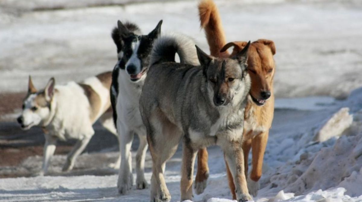 За гибель школьника, которого загрызли собаки в Актобе, никто не ответит