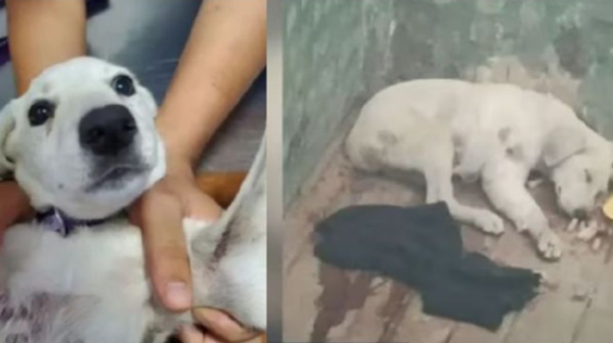 Казахстанец порезал щенка и сбросил его со второго этажа
