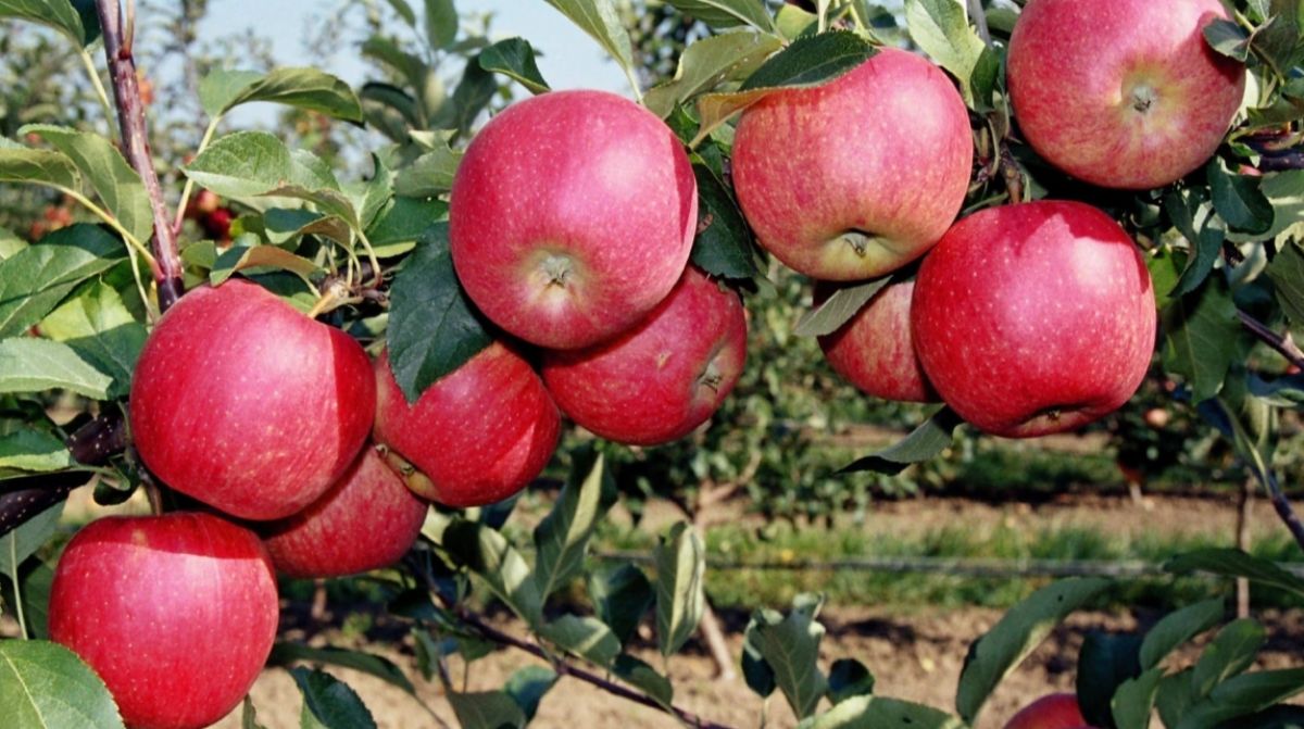 Динозавры когда-то ели яблоки Жетысу: ученые опровергли абсурдные слова акимата