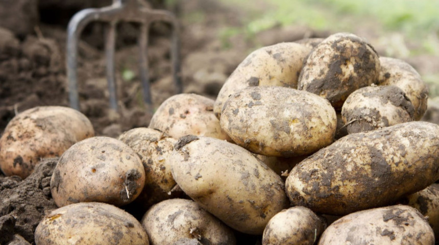 Картофель в Казахстане может стать в три раза дешевле