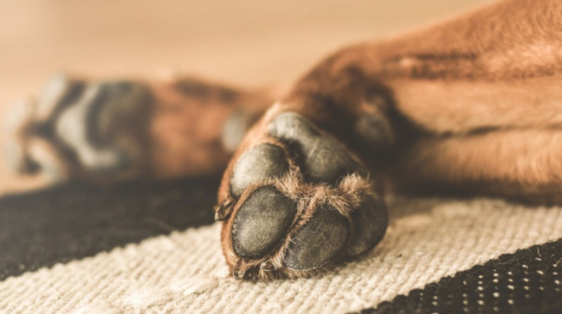 Собака не напишет заявление: полицейские отказались задерживать зоофила в Восточном Казахстане