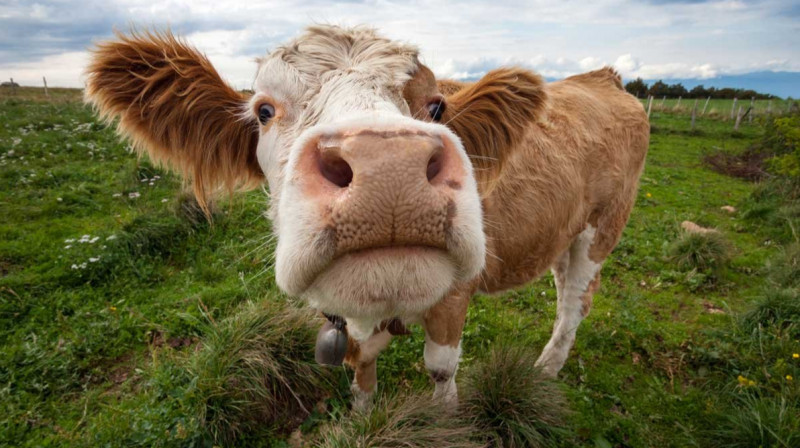 В Жетысуской области умирает домашний скот, а акиму докладывают об успехах в сельском хозяйстве