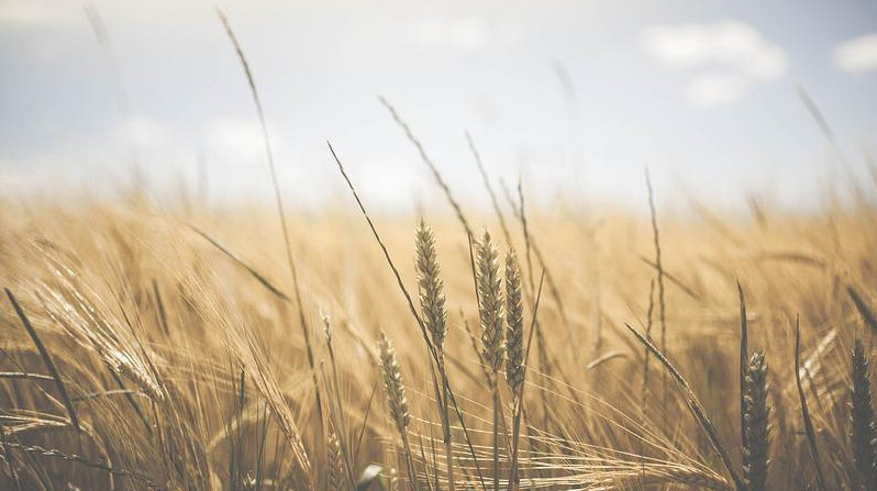 Хлеб от пожаров в Костанайской области не пострадал, сообщил глава Минсельхоза