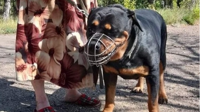 Ротвейлер напал на двух женщин в Экибастузе, причинив сотрясение мозга одной из них