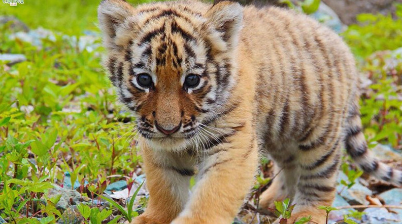 В Казахстане выпустят четырех тигрят из России для возрождения популяции