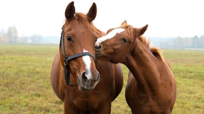 Российский эко-блогер собирает деньги, чтобы спасти лошадей Казахстана от забоя