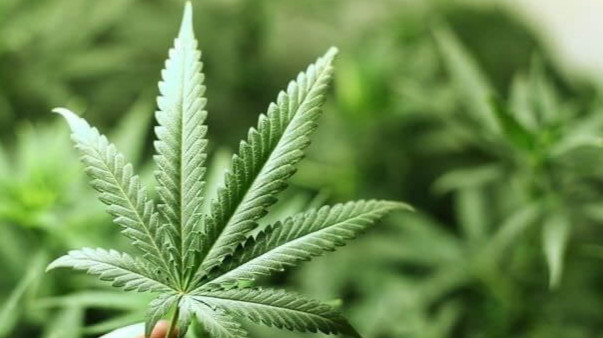Легализация марихуаны в Казахстане не решит проблему незаконного оборота наркотиков
