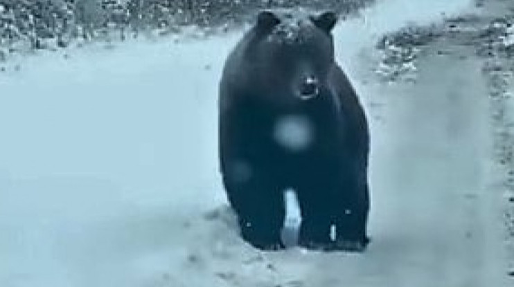 В ВКО на видео сняли гуляющего по дороге медведя