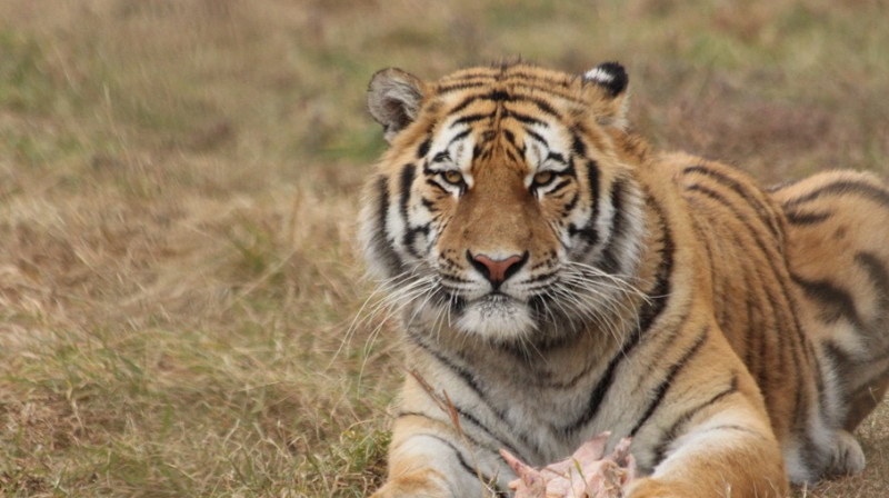 Российская сторона передаст амурских тигров Казахстану бесплатно, заявил глава Минэкологии