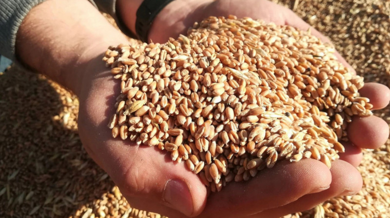 Россия попросила Казахстан снизить цену за транзит зерна