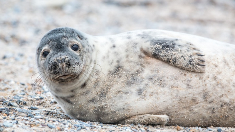 Тюлени на Каспии погибли от возможного выброса сероводорода