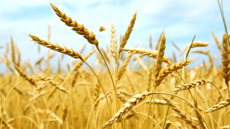 Казахстану невыгодно снижать тариф на перевозку российского зерна