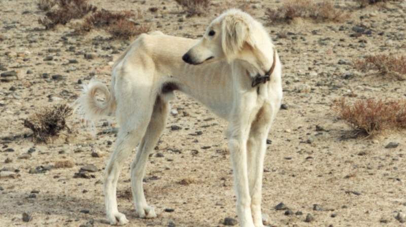 1,4 млрд тенге потратят на воспроизводство казахских пород собак тазы и тобет