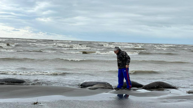 На берегу Каспийского моря продолжают находить сотни мертвых тюленей