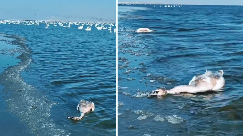 Мертвых лебедей сняли на видео в Мангистау