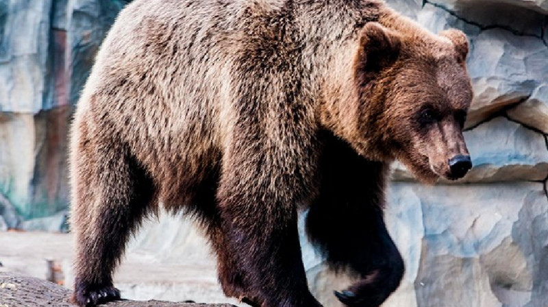В Узбекистане медведь убил работника зоопарка
