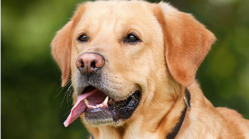 В Аксу мужчина получил штраф за убийство домашней собаки