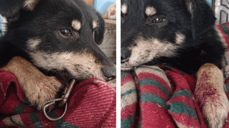 Щенку карабином пробили челюсть и проткнули лапки в Караганде