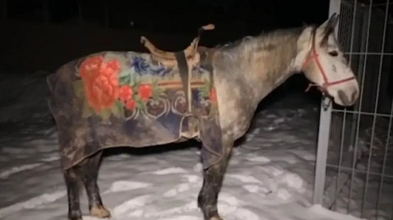 Мужчина на лошади пытался ввезти в Узбекистан сотовые телефоны на 1 млрд сумов