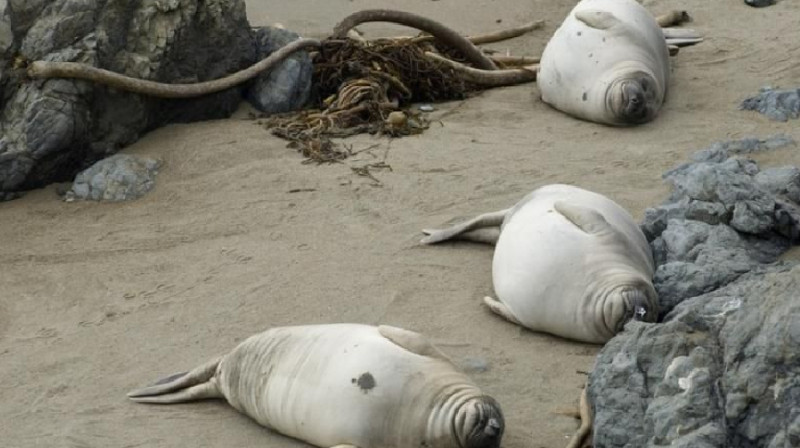 Дагестанские ученые рассказали причину гибели тюленей на Каспии
