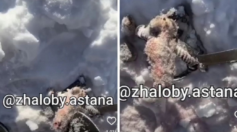 Капкан с лапой животного обнаружила астанчанка в Президентском парке
