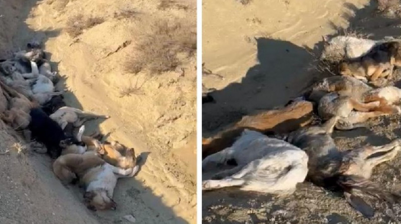 "Деньги на стерилизацию идут в карман чиновников": трупы собак нашли в яме за Актау