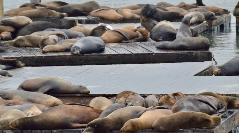 В Каспийском море тюлени погибли из-за свалок в Дагестане