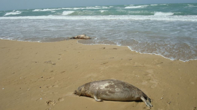 Каспийде итбалықтардың қырылуына пневмония себеп болды