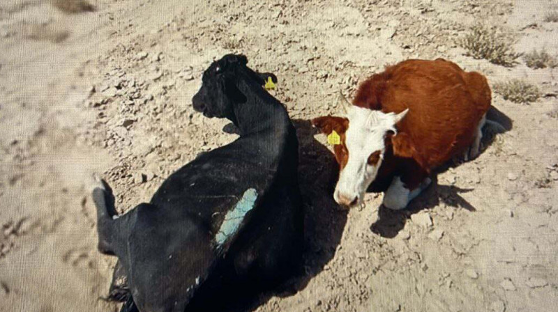 В Туркестанской области задержаны серийные скотокрады