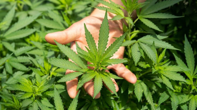 Нарколабораторию на крыше многоэтажки устроил житель Уральска