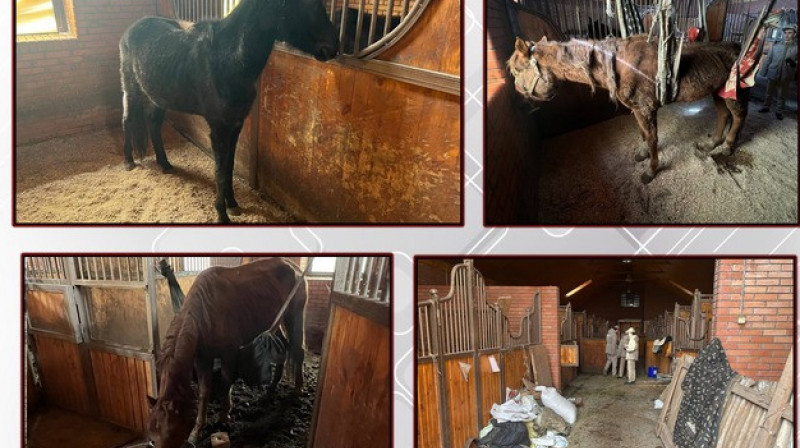 На ипподроме Ташкента от голода погибли два скакуна, 14 обнаружены в истощенном состоянии