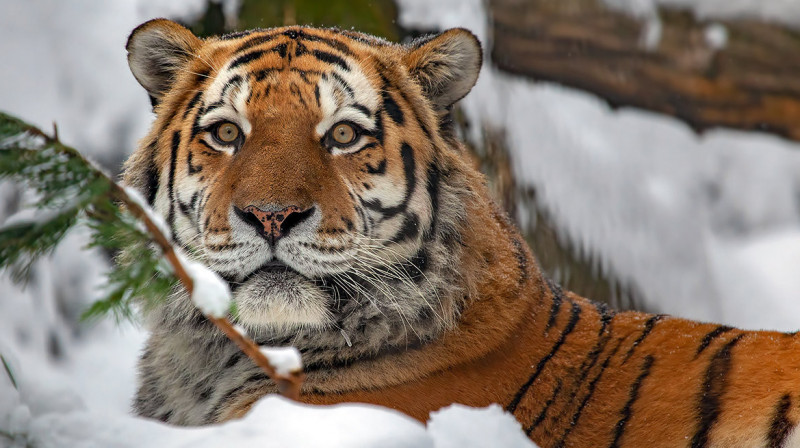 В Хабаровском крае поймали амурского тигра, нападавшего на собак