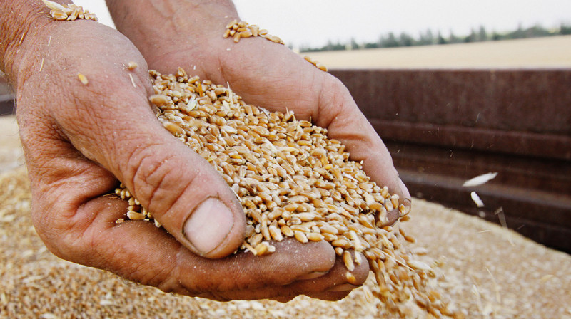 Российское зерно экспортировали в третьи страны под видом казахстанского - АФМ