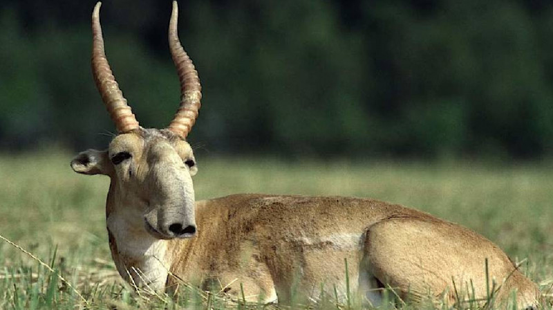 Акмолинец скормил собакам туши краснокнижных сайгаков