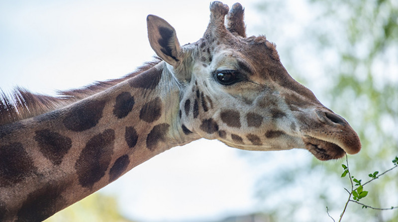Өзбекстанда хайуанаттар бағында Қазақстаннан алынған керік аязға шыдамай өліп қалды