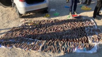 В Мангистау задержали браконьеров, истреблявших сайгаков