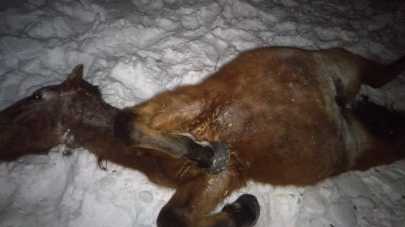 Ақмола облысында пойыз 32 жылқыны қағып кетті  