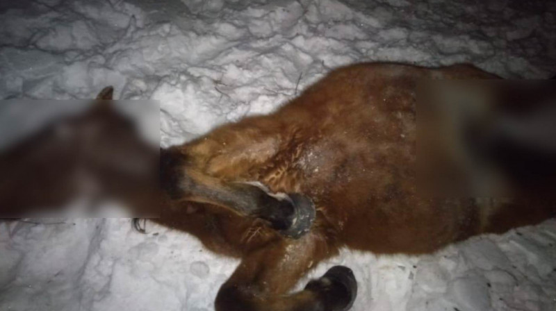 В Акмолинской области грузовой поезд сбил табун лошадей