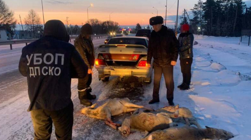 На севере Казахстана браконьеры истребили почти 50 косуль