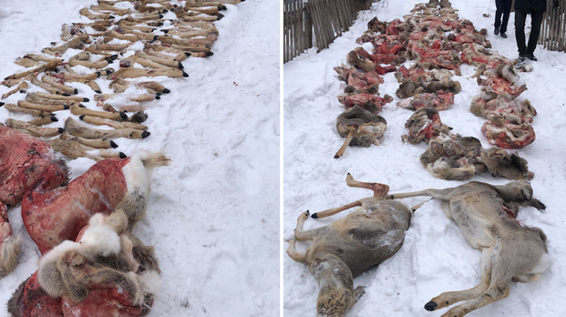 Солтүстік Қазақстанда 50-ден астам елікті заңсыз атқан үш күдікті ұсталды